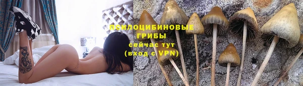 прущие крисы Бородино